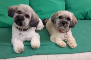 Salon de toilettage pour chiens Merlin