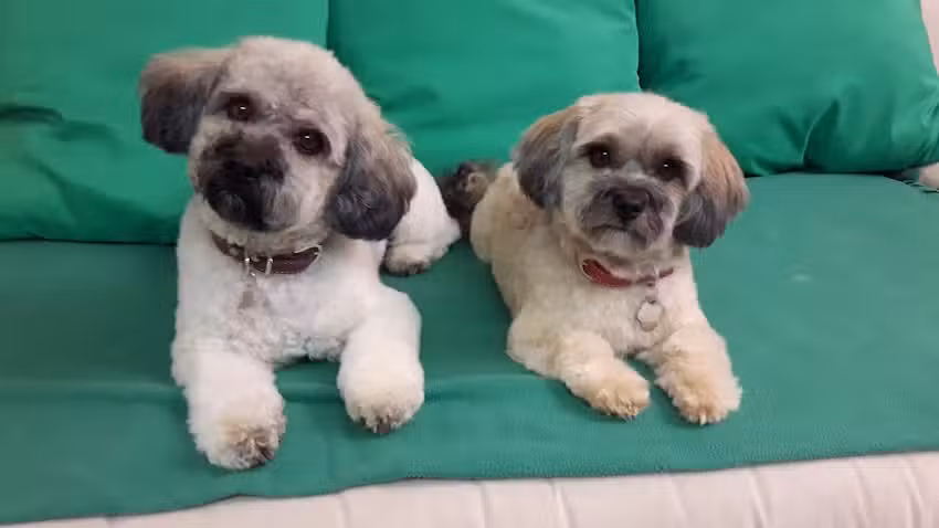 Salon de toilettage pour chiens Merlin