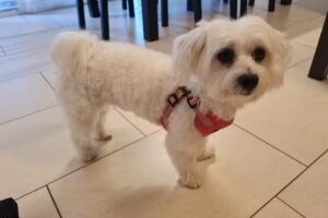 Hundesalon Trendy Dog