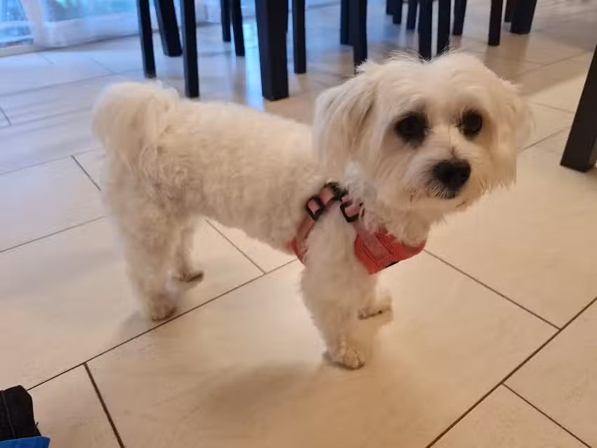 Salone di toelettatura per cani Trendy Dog