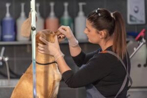 Salone per cani Procan