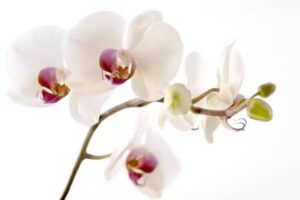 Shaba Praxis Naturel sans poils